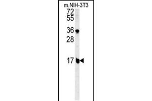 Western blot analysis in mouse NIH-3T3 cell line lysates (15ug/lane). (BLOC1S2 anticorps  (AA 14-40))