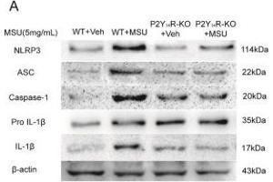 Western Blotting (WB) image for anti-NLR Family, Pyrin Domain Containing 3 (NLRP3) (AA 15-120) antibody (ABIN1386361)