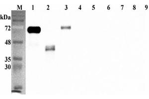 Western blot analysis using anti-DLK1 (human), pAb  at 1:5'000 dilution. (DLK1 anticorps  (Extracellular Domain))