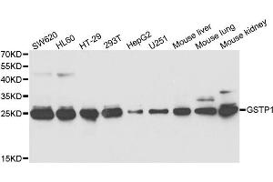 Western Blotting (WB) image for anti-Glutathione S-Transferase pi 1 (GSTP1) antibody (ABIN1876892) (GSTP1 anticorps)
