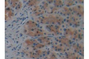 IHC-P analysis of Rat Stomach Tissue, with DAB staining. (Caspase 9 anticorps  (AA 1-200))