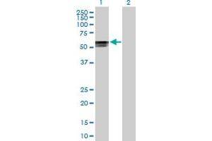 Western Blot analysis of POLR3D expression in transfected 293T cell line by POLR3D MaxPab polyclonal antibody. (POLR3D anticorps  (AA 1-398))