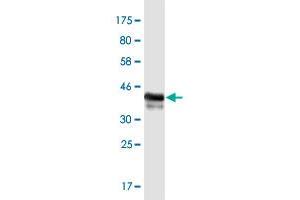 Western Blot detection against Immunogen (37. (ZBTB33 anticorps  (AA 564-673))