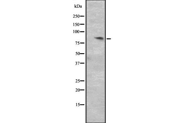 Cyclin T2 anticorps  (Internal Region)