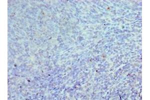 Immunohistochemistry of paraffin-embedded human tonsil tissue using ABIN7147088 at dilution of 1:100 (CEBPG anticorps  (AA 1-150))