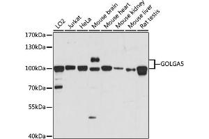 Western blot analysis of extracts of various cell lines, using GOLG antibody (ABIN7267496) at 1:1000 dilution. (GOLGA5 anticorps  (AA 1-300))