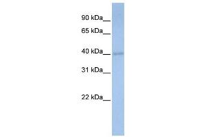 Western Blotting (WB) image for anti-Prenyl (Decaprenyl) Diphosphate Synthase, Subunit 1 (PDSS1) antibody (ABIN2458992) (PDSS1 anticorps)