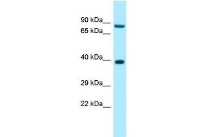 WB Suggested Anti-RPP30 Antibody Titration: 1. (RPP30 anticorps  (C-Term))