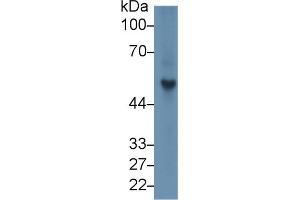 Rabbit Capture antibody from the kit in WB with Positive Control: Rat spleen lysate. (Fibrinogen beta Chain Kit ELISA)