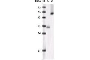 Western Blotting (WB) image for anti-Glycogen Synthase Kinase 3 alpha (GSK3a) (truncated) antibody (ABIN2464060) (GSK3 alpha anticorps  (truncated))