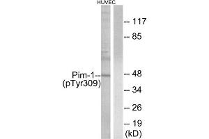 Western Blotting (WB) image for anti-Pim-1 Oncogene (PIM1) (pTyr309) antibody (ABIN1847325) (PIM1 anticorps  (pTyr309))