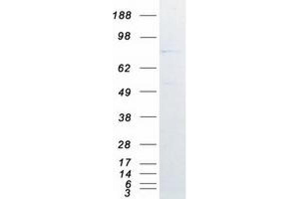 C9orf3 Protein (Myc-DYKDDDDK Tag)