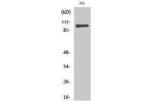 Western Blotting (WB) image for anti-Zinc Finger CCCH-Type Containing 7B (ZC3H7B) (C-Term) antibody (ABIN3177295) (ZC3H7B anticorps  (C-Term))
