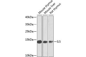 Western blot analysis of extracts of various cell lines, using IL5 antibody (ABIN6128138, ABIN6142400, ABIN6142401 and ABIN6223618) at 1:1000 dilution. (IL-5 anticorps  (AA 20-134))