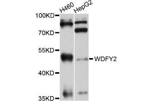 Western blot analysis of extracts of various cell lines, using WDFY2 antibody (ABIN5999186) at 1/1000 dilution. (WDFY2 anticorps)