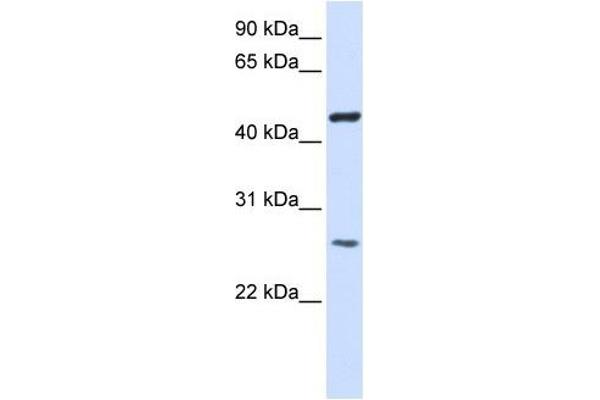 TMEM127 anticorps  (Middle Region)