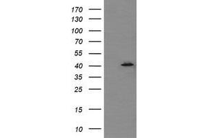 Image no. 1 for anti-Mitogen-Activated Protein Kinase 13 (MAPK13) antibody (ABIN1499958) (MAPK13 anticorps)