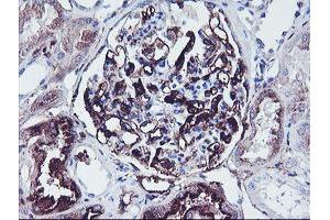 Immunohistochemical staining of paraffin-embedded Human Kidney tissue using anti-SCHIP1 mouse monoclonal antibody. (SCHIP1 anticorps)