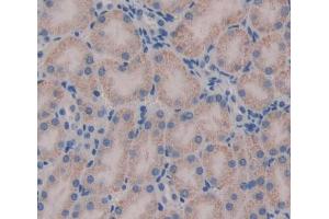 Used in DAB staining on fromalin fixed paraffin- embedded kidney tissue (HADH anticorps  (AA 1-167))