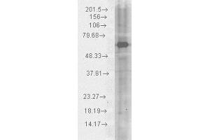 Western blot analysis of Human HeLa cell lysates showing detection of HSP70 protein using Chicken Anti-HSP70 Polyclonal Antibody . (HSP70 anticorps  (Atto 390))