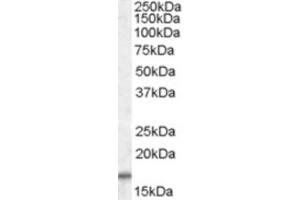 Western Blotting (WB) image for anti-Cytochrome C Oxidase Subunit IV Isoform 1 (COX4I1) (C-Term) antibody (ABIN2464264) (COX IV anticorps  (C-Term))