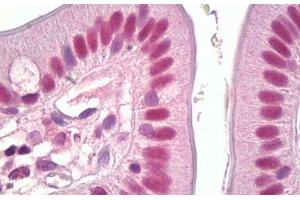 Anti-MSK1 antibody IHC staining of human small intestine. (MSK1 anticorps  (AA 331-380))