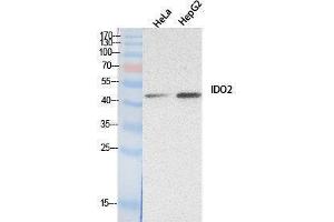 Western Blotting (WB) image for anti-Indoleamine 2,3-Dioxygenase 2 (IDO2) (Internal Region) antibody (ABIN3181059) (IDO2 anticorps  (Internal Region))