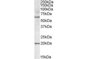 Western Blotting (WB) image for anti-BCL2-Associated Athanogene 4 (BAG4) (AA 349-363) antibody (ABIN1493862) (BAG4 anticorps  (AA 349-363))