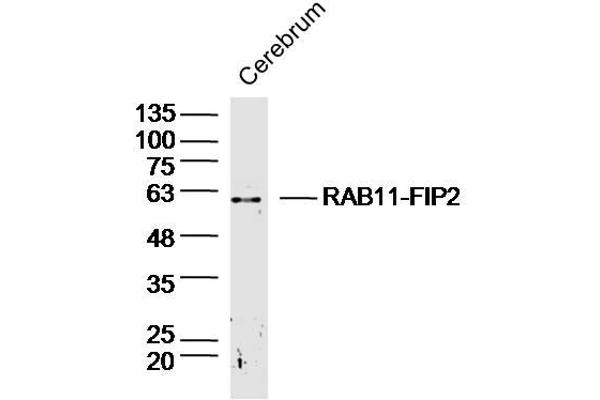 RAB11FIP2 anticorps  (AA 331-430)