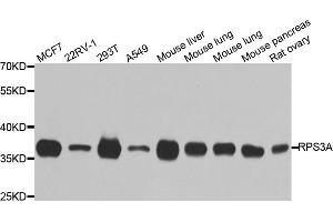 Western blot analysis of extracts of various cell lines, using RPS3A antibody. (RPS3A anticorps)