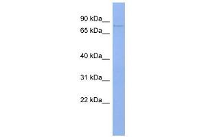 PAPOLB antibody used at 1 ug/ml to detect target protein. (PAPOLB anticorps  (N-Term))