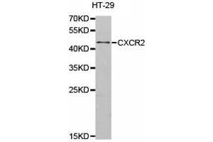 Western Blotting (WB) image for anti-Chemokine (C-X-C Motif) Receptor 2 (CXCR2) antibody (ABIN1872136) (CXCR2 anticorps)