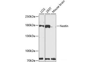 Western blot analysis of extracts of various cell lines using Nestin Polyclonal Antibody at dilution of 1:3000. (Nestin anticorps)