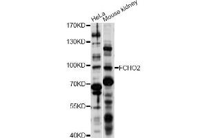 Western blot analysis of extracts of various cell lines, using FCHO2 antibody (ABIN6293264) at 1:1000 dilution. (FCHO2 anticorps)