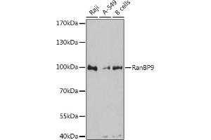 Western blot analysis of extracts of various cell lines, using RanBP9 antibody  at 1:3000 dilution. (Importin 9 anticorps  (AA 480-605))