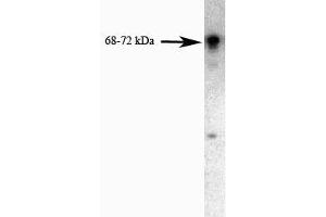 Western blot analysis of FKBP65 on a PC-12 cell lysate (Rat neuroblastoma, ATCC CRL-1721) using 0. (FKBP10 anticorps  (AA 434-576))