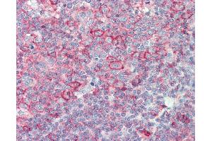 Anti-HLA-B antibody IHC staining of human tonsil. (HLA-B anticorps  (Biotin))