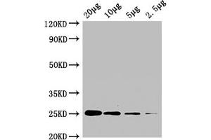 Western Blot Positive WB detected in: A549 whole cell lysate at 20 μg, 10 μg, 5 μg, 2. (CD9 anticorps  (AA 112-195))