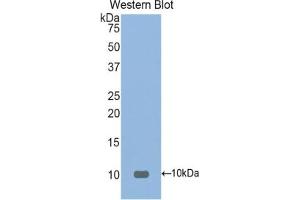 Detection of Recombinant FNDC5, Mouse using Polyclonal Antibody to Fibronectin Type III Domain Containing Protein 5 (FNDC5) (FNDC5 anticorps  (AA 74-209))