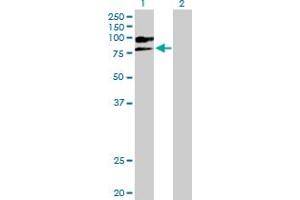 Western Blot analysis of VCAM1 expression in transfected 293T cell line by VCAM1 MaxPab polyclonal antibody. (VCAM1 anticorps  (AA 1-739))