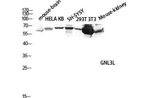 Western blot analysis of Mouse-brain, hela, KB, SH-SY5Y, 293T, 3T3, Mouse-kidney lysate using GNL3L antibody. (GNL3L anticorps  (AA 40-120))