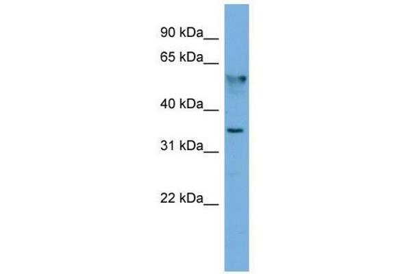 FNDC8 anticorps  (N-Term)