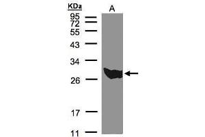 WB Image Sample(30 μg of whole cell lysate) A:293T 12% SDS PAGE antibody diluted at 1:500 (PGAM1 anticorps  (C-Term))