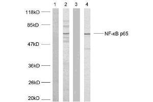 Western blot analysis of extracts using NF-κB p65 (Ab-468) antibody (E021013). (NF-kB p65 anticorps)