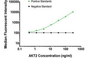 Luminex Assay (LMNX) image for anti-V-Akt Murine Thymoma Viral Oncogene Homolog 2 (AKT2) antibody (ABIN2715856) (AKT2 anticorps)