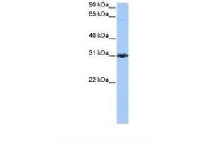 Image no. 1 for anti-Peroxiredoxin 3 (PRDX3) (N-Term) antibody (ABIN6738823) (Peroxiredoxin 3 anticorps  (N-Term))