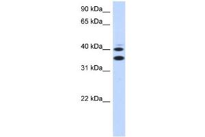 WB Suggested Anti-SLC25A32 Antibody Titration:  0. (SLC25A32 anticorps  (Middle Region))