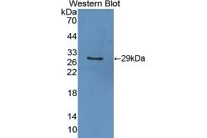 Detection of Recombinant GSTa2, Mouse using Polyclonal Antibody to Glutathione S Transferase Alpha 2 (GSTa2) (GSTa2 anticorps  (AA 1-222))