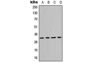 Western blot analysis of MPG expression in Jurkat (A), HeLa (B), Raw264. (MPG anticorps  (N-Term))