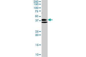 Western Blotting (WB) image for anti-Ring Finger Protein 2 (RNF2) (AA 192-290) antibody (ABIN562662)